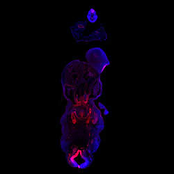 HES4 gene expression in a CS16 human embryonic heart